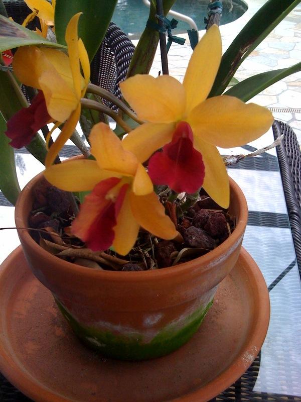 den. gold digger orchid