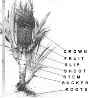 pineapple classic drawing 1
