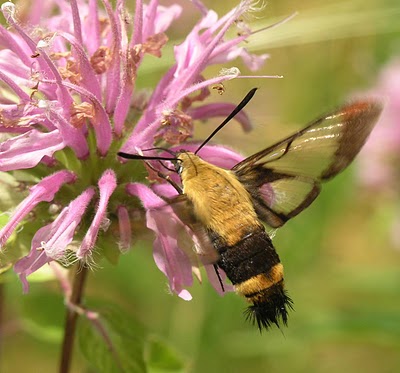 hummingbird clearwing moth