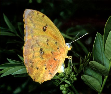 orange-barred sulfur butterfly