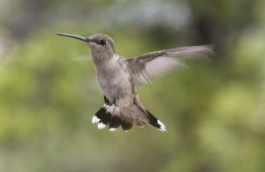 grey hummingbird 1