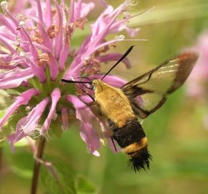 hummingbird clearwing moth 2