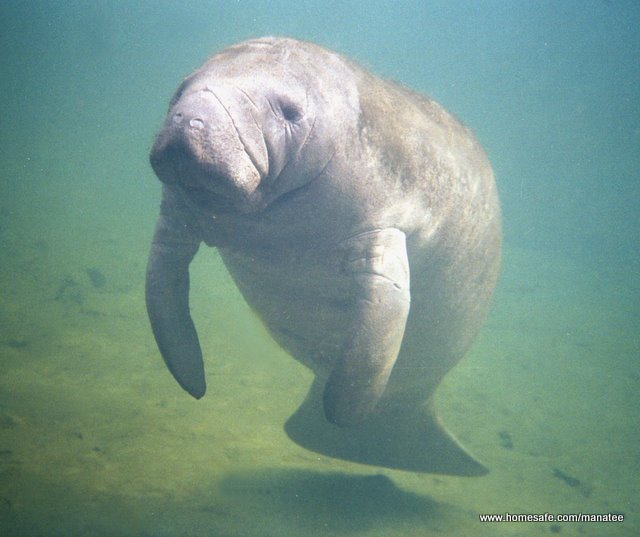 manatee (homesafe.com)