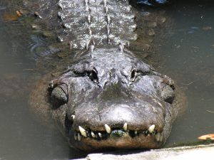 alligator 1