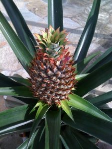 pineapple 2010