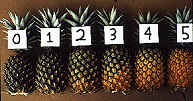 pineapple maturity stages