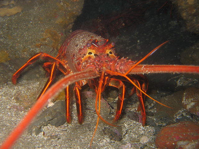 Spiny Lobster %22California spiny lobster%22. Licensed under CC BY-SA 2.5 via Wikimedia Commons - https-::commons.wikimedia.org:wiki:File-California_spiny_lobster.JPG#:media:File-California_spiny_lobster