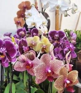 GD Orchids