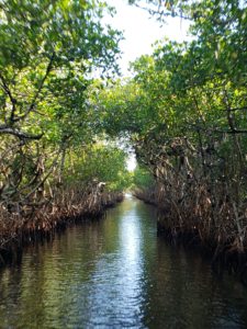 Mangroves