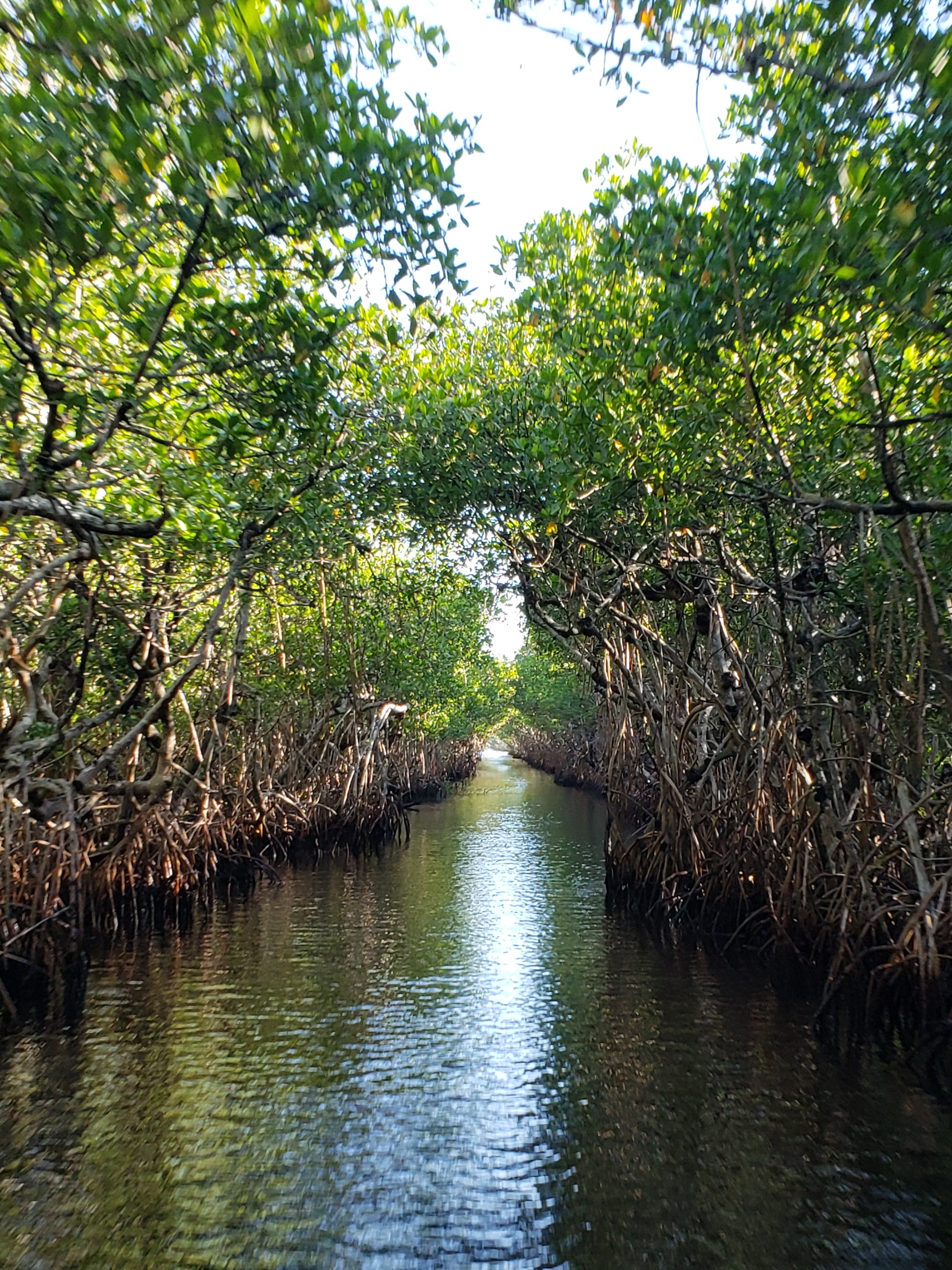 Now is a great time to visit the Everglades
